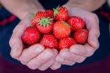 Fraises Charlotte