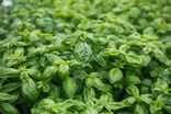 Basilic