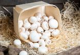 Champignon de Paris blancs