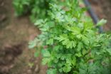 Persil Plat