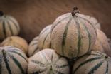 Melon