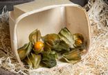 Physalis