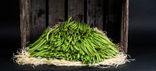 Haricot vert