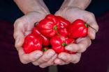 Piments Oiseaux BQT