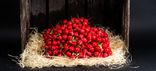Radis rouge