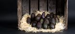 Gros avocats  - Lot de 3