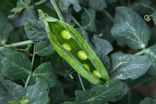 Petit Pois