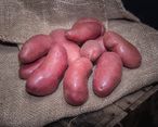 Pomme de terre rouge Nouvelle