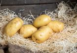 Pomme de terre Agata