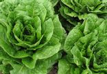 Salade