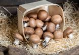 Champignon de Paris bruns