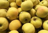 Pomme belchard
