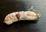 Saucisson sec de coche