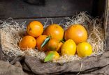 assortiment d'agrumes