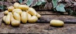 Pomme de terre Charlotte