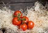 Tomate grappe