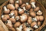 Champignons bruns