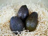 Avocat Haas calibre 32/36