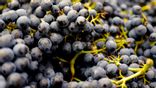 raisin noir
