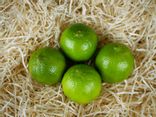 Citron vert