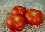 Tomates à farcir