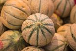 Melon Charentais CAL 15