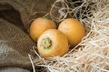 Navet Boule d'or