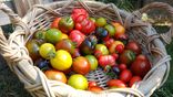 Tomate cerise mix