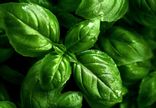 Basilic