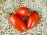 Tomate Torino