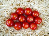 Tomates cerises rouges