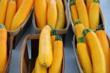 Courgettes jaunes