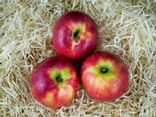 Pommes Pink Lady