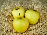 Pommes Golden