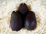 Avocat