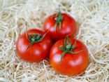 Tomate Grappe Jouno