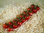 Tomate cerise grappe