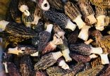 Morilles séchées