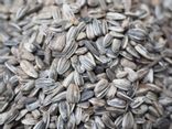 Graines de tournesol Bio