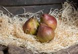 Poire Sweet Sensation