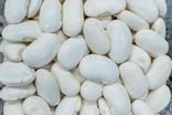 Haricot blanc