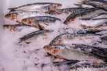 Sardine