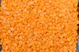 Lentille corail