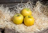 POMME DELISDOR® variété COOP38