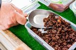 Raisins secs Sultanines Bio