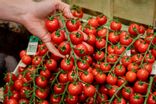Tomates cerises grappes