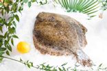 Turbot