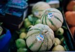Melon philibon