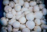 Champignons de Paris