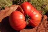 Tomate Marmande